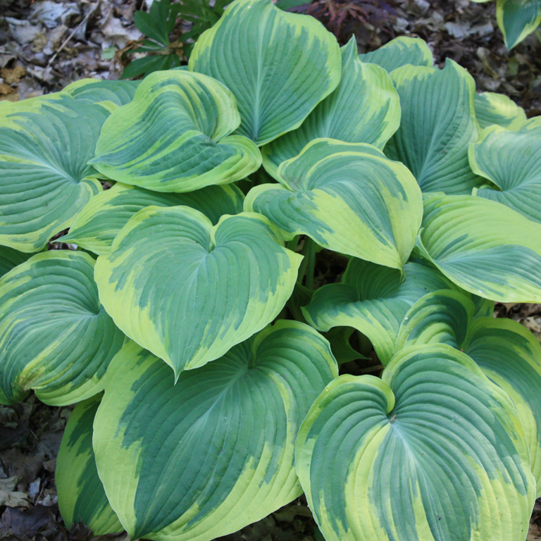 Hostas Sun Tolerant